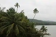 Bunch of coconut trees on the banks of Karli river in Nerurpar