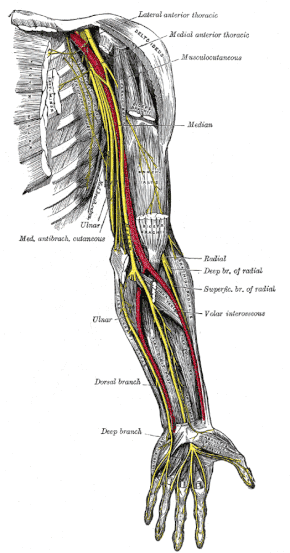 Nerves of the left upper extremity. The SA is seen to the left of the red line.