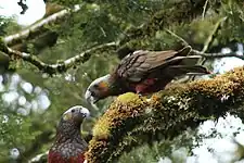 South Island kākā