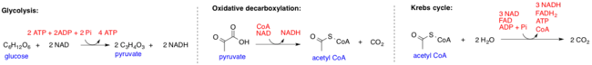 Glycolysis, Oxidative Decarboxylation of Pyruvate, and Tricarboxylic Acid (TCA) Cycle