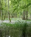 Neuendorfer Moor Nature Reserve