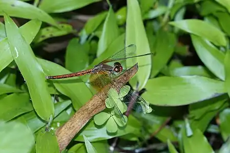 Neurothemis intermedia male