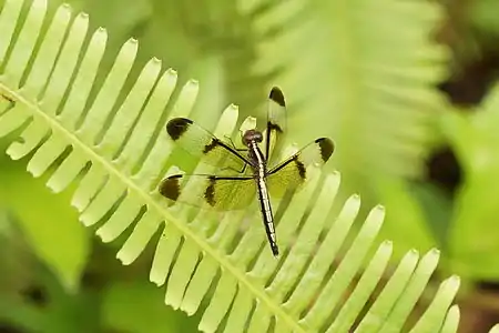 Neurothemis tullia female