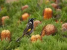 New Holland Honeyeater in Banksia, Cranbourne Botanical gardens