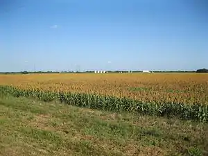 Crops are next to FM 1160 north of New Taiton. The four distant white tanks are on an oil lease.