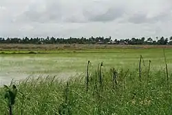 Image 42A rice field in Nickerie District (from Suriname)