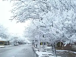 Snowy trees at La Carlota, Córdoba province