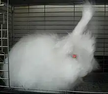 Japanese Angora(August 2009)