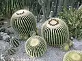 Cacti.