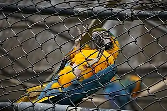 Blue and Gold Macaw