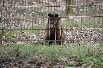 Capuchin Monkey