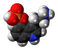 Space-filling model of the norbaeocystin molecule as a zwitterion