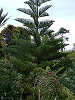 Specimen growing in the Abbey Gardens on Tresco, Isles of Scilly. These are amongst the most northerly specimens that are grown outdoors.