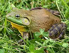 A bulky brown frog with green above its mouth and a yellow underside