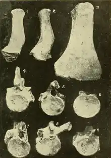 Black and white photo of various bones