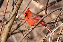 Northern Cardinal