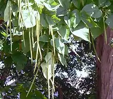 Beanpods and leaf details of the northern catalpa