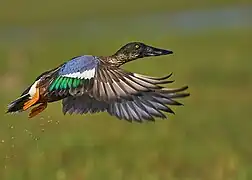 Northern shoveler, Spatula clypeata