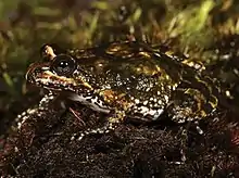 Dark green Nothophryne broadleyi frog with brown stripes and a white underbelly