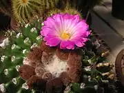 Notocactus herteri