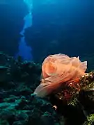 Nudibranch egg ribbon at Malahi (Red Sea, Egypt)