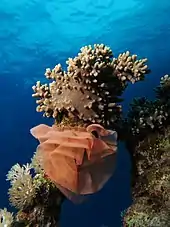 Nudibranch egg ribbon at Shaab Mahmoud (Red Sea, Egypt)