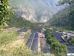 Hazelnut nursery in Lingmethang.