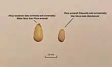 Korean pine and Armand pine pine nut physical characteristics and noticeable differences