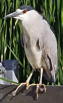 Black-crowned night heron, Nycticorax nycticorax