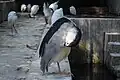 Ardea cinerea standing on one leg at their frame