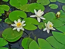 "foliage and flowers"