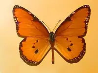 Danaus dorippus from Erythrea, mounted specimen