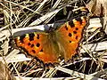 Large tortoiseshell, Nymphalis polychloros