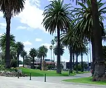 Phoenix canariensis In Melbourne, Australia