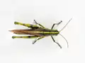 Obscure Bird Grasshopper - Schistocerca obscura - dorsal view