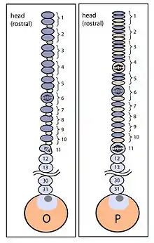 O/P teloblast specification