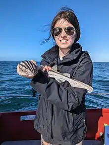 Pyjama catshark tagged with an ORI tag in Mossel Bay, South Africa during a tag and release trip