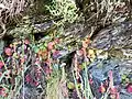 Plants near the harbour wall path