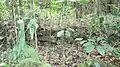 Low terrace wall surrounded by saplings