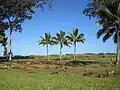 Central stones and coconut palms