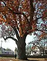 The historic Salem Oak, November 2012