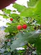 Oak apples on the undersides of oak leaves