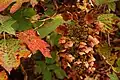 Brown flowers and colored leaves in autumn