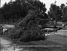 Striking workers fell tree to obstruct tracks during strike.