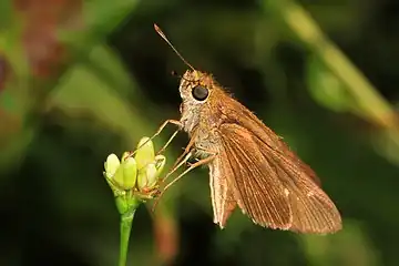 Feeding imago