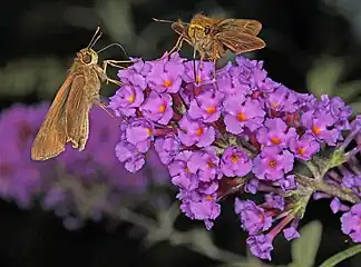 A pair feeding at Buddleja inflorescence