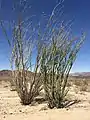 Ocotillo plant in Joshua Tree National Park