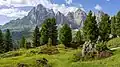 Pinus cembra with Rhododendron ferrugineum on the trail to the Furcela Piza with the Odles Group and the Mastlé Mountain, Puez-Geisler Nature Park, Dolomites