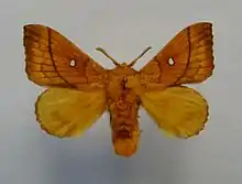 A dead specimen of  dark orange/brown moth, spread out on a white background.