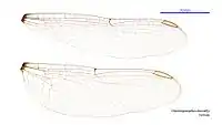 Female wings